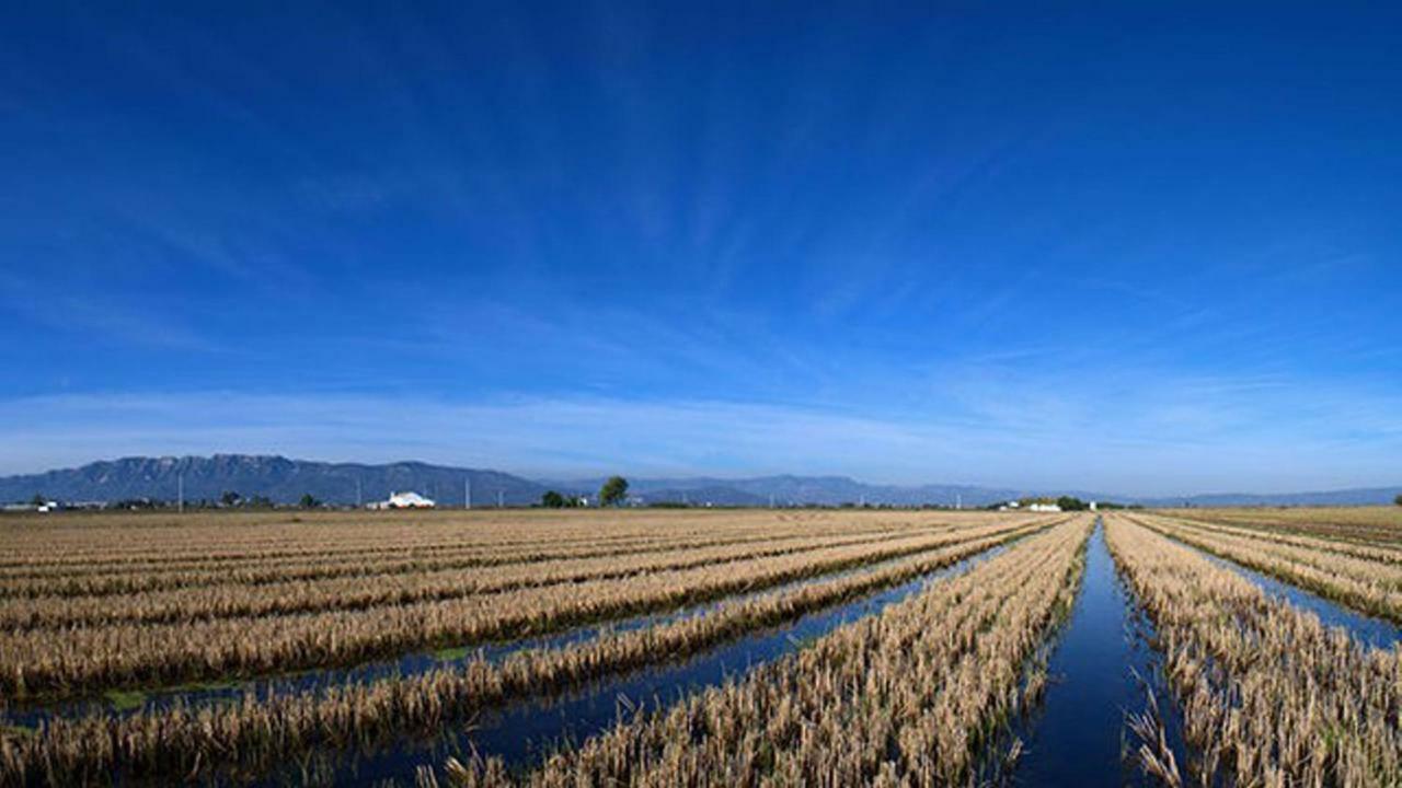 Mi Apartamento En El Delta Del Ebro+ Deltebre Exteriör bild